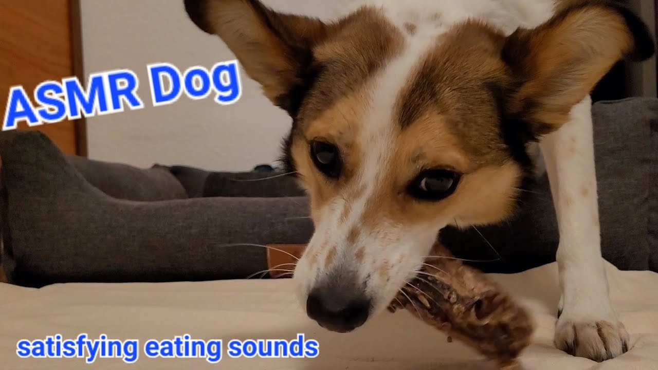 ASMR Dog enjoys crunchy cow gut I relaxing eating and chewing sounds