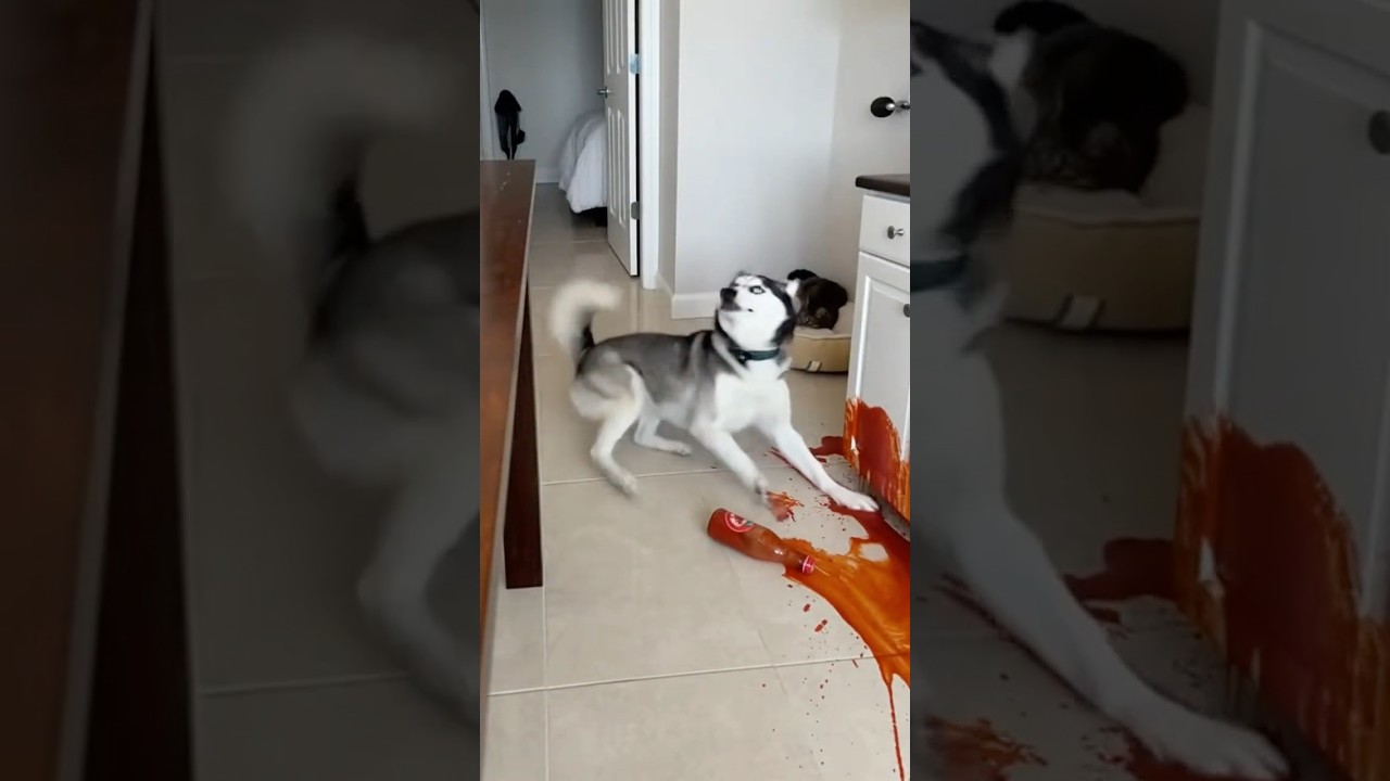 Max! What have you done? #cute #funny #pets #dog #cat #cat #funny #cute #animals #cat #dog #Max #Mia