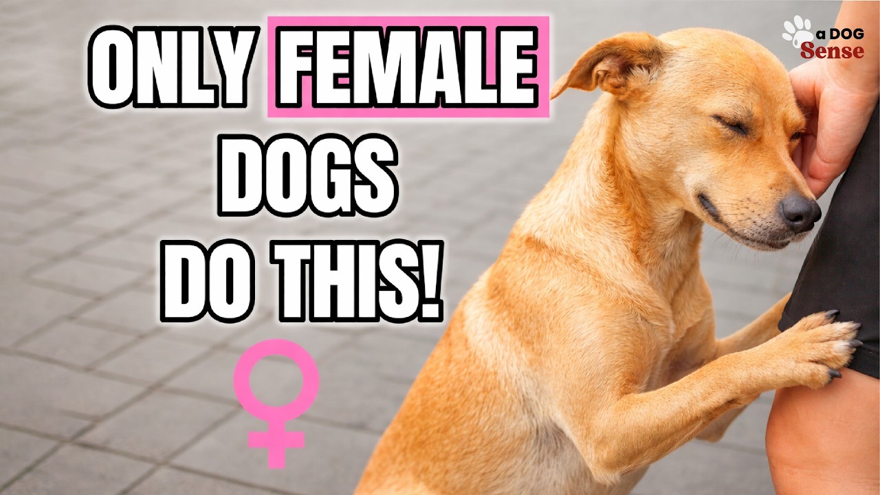 Only FEMALE Dogs Do THIS… The Reason Will MELT Your Heart!