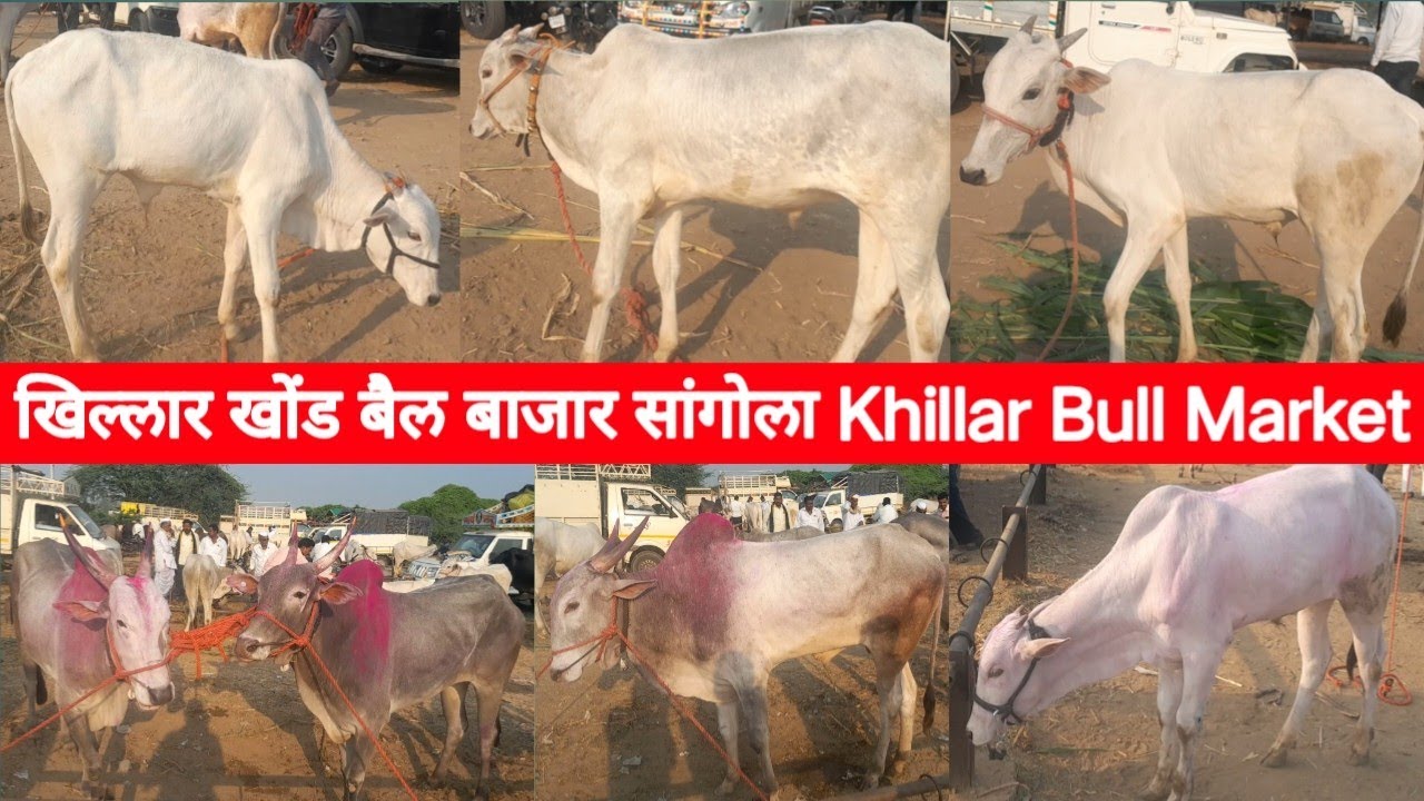 खिल्लार खोंड बैल बाजार सांगोला | Khillar Bull Market Sangola
