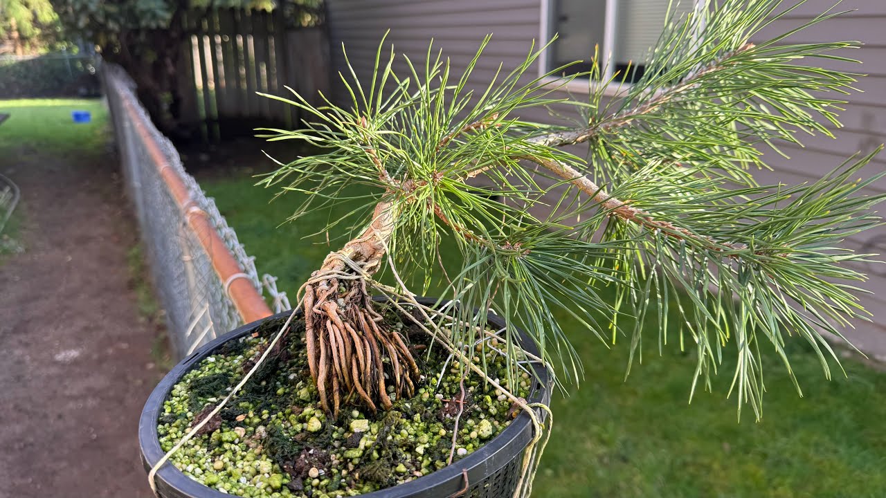 My future bonsai collection 