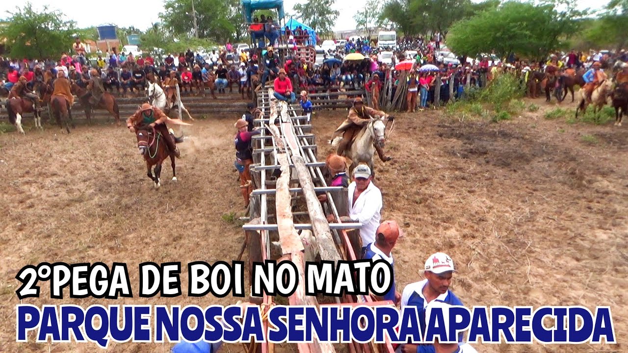 2° pega de boi no mato no parque Nossa Senhora Aparecida