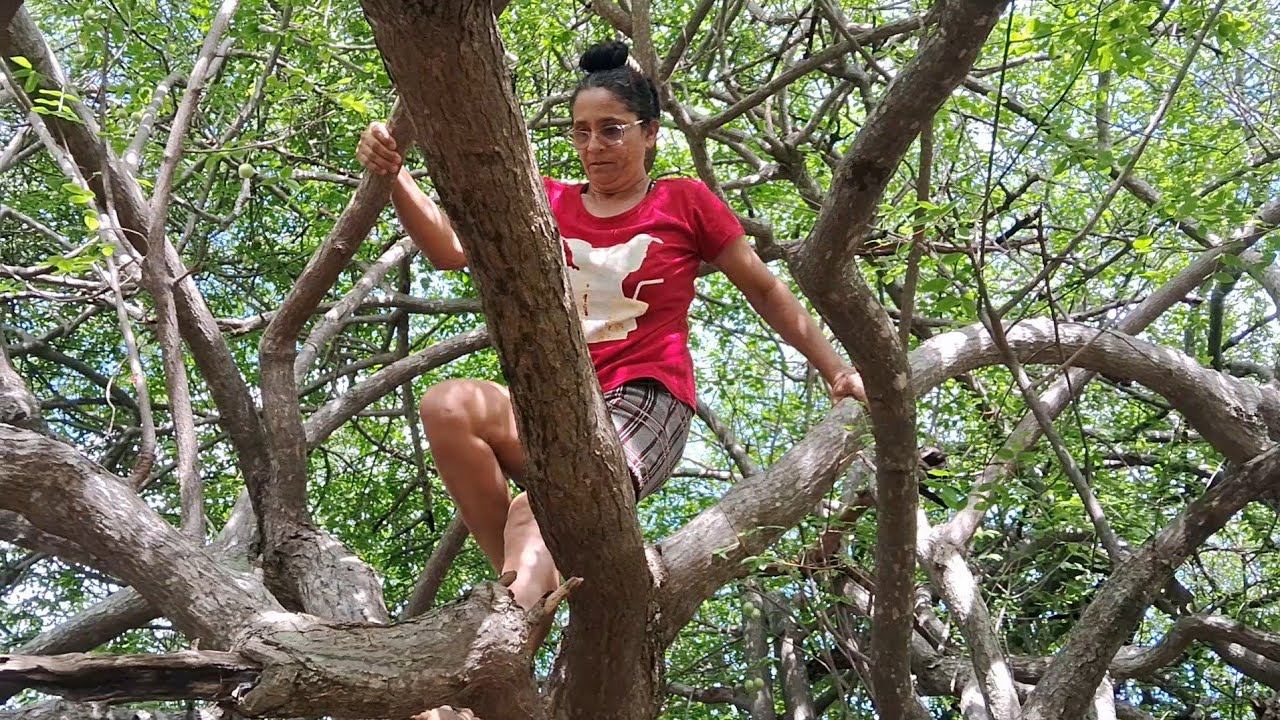 Subindo no umbuzeiro 