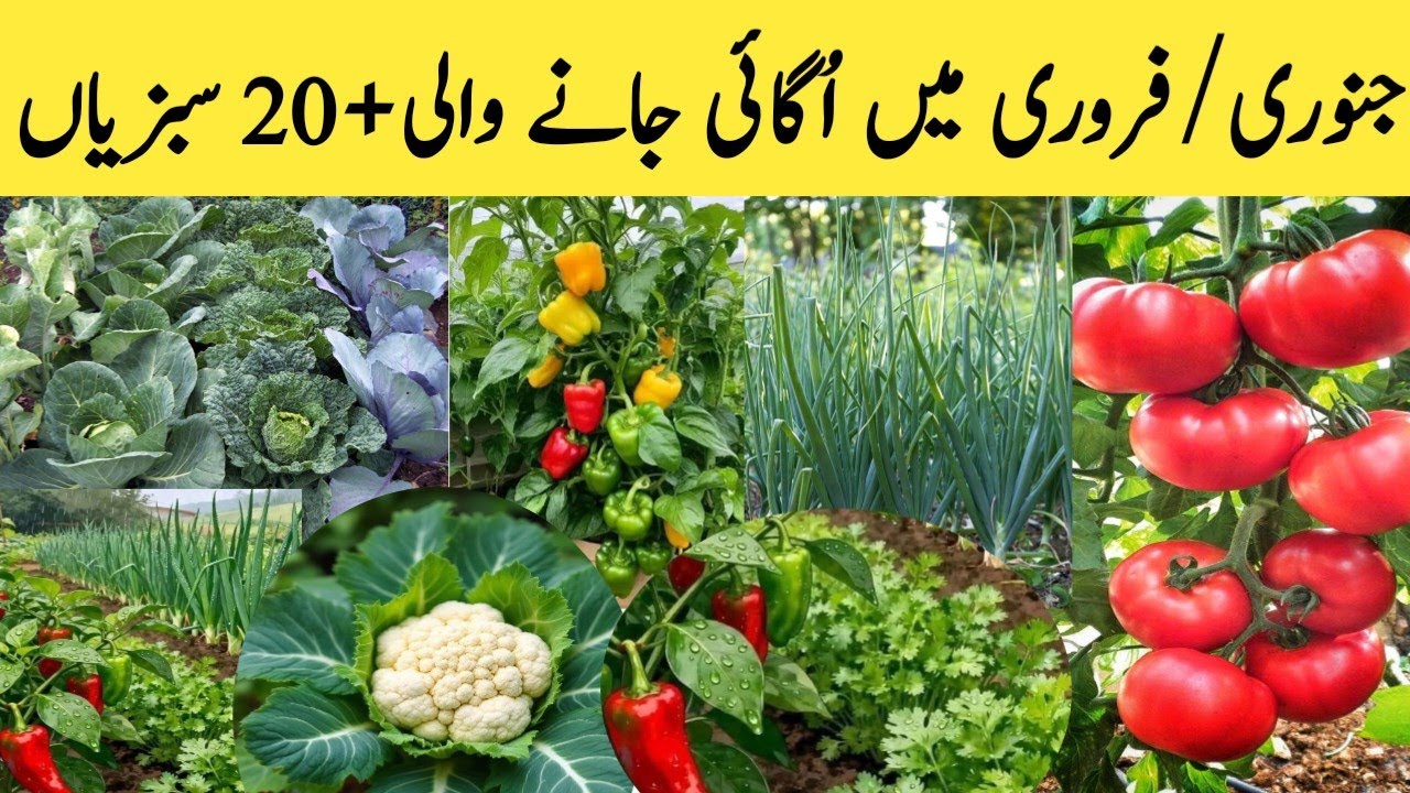 20+Winter Vegetables To Grow In Jan-Feb|جنوری/فروری میں اُگائی جانے والی سبزیاں|Winter Vegetables