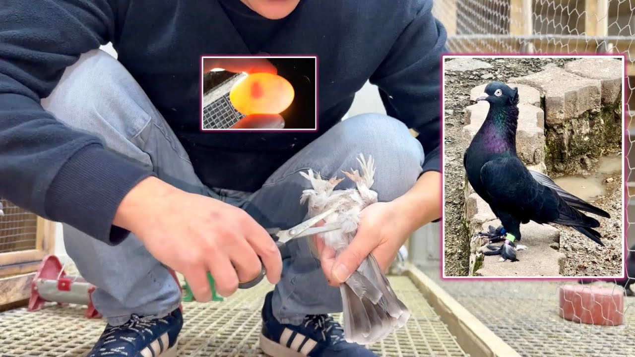 Yumurtalar Can Tutmuyor! 🥚Çözümü 💯 Yeni Eşlemeler Var 🕊️ Taklacı Güvercin Üretim 