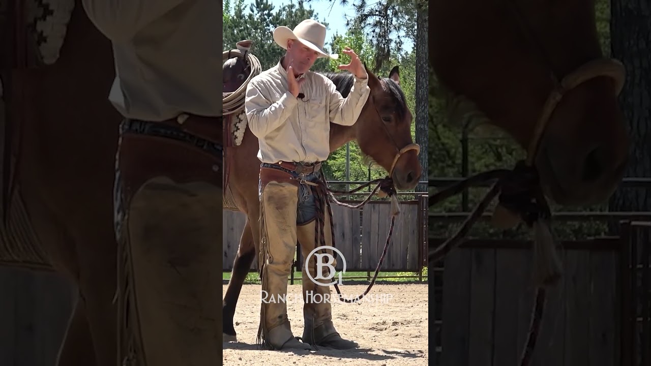 Hackamore vs snaffle.