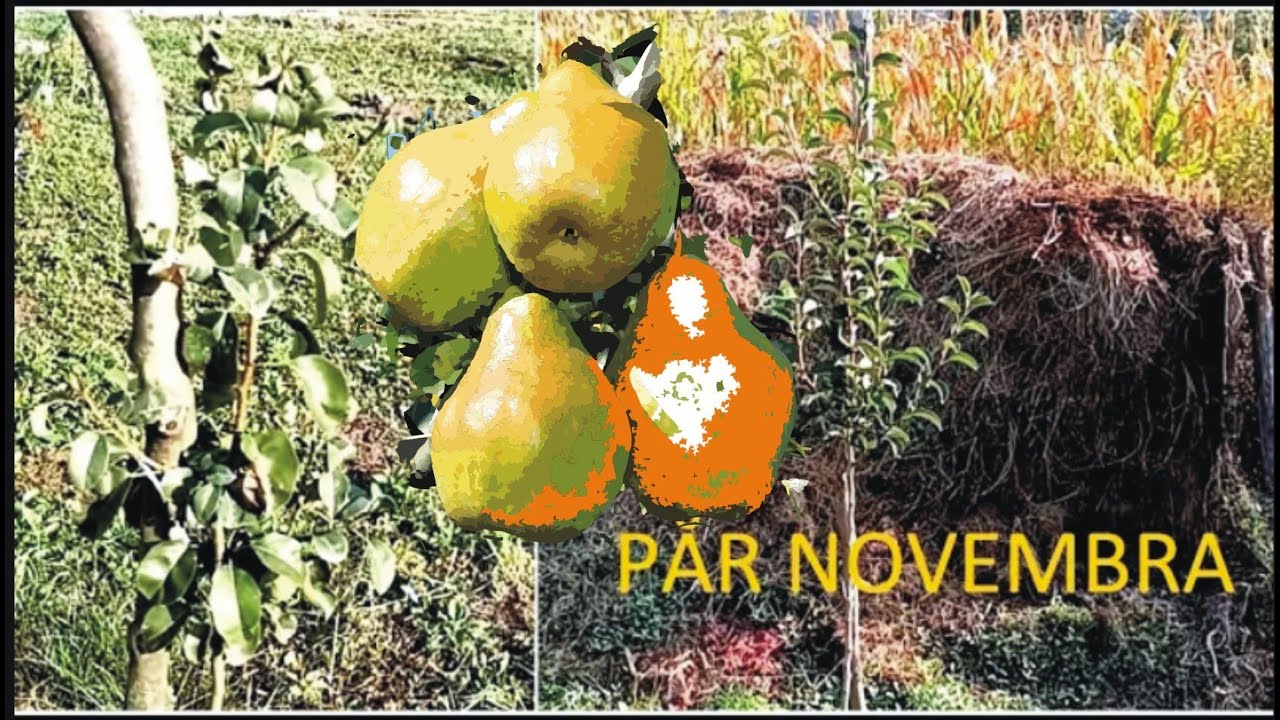 Păr Novembra: portaltoi diferiți, dezvoltare diferită.
