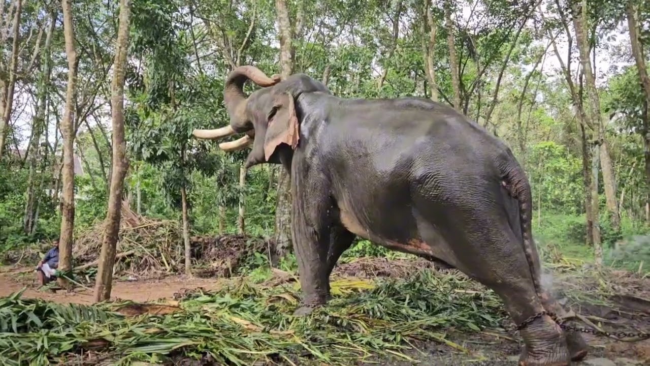 മദപ്പാടിന്റെ ഉന്മാദത്തിൽ@ Unnippally ganeshan ©📸