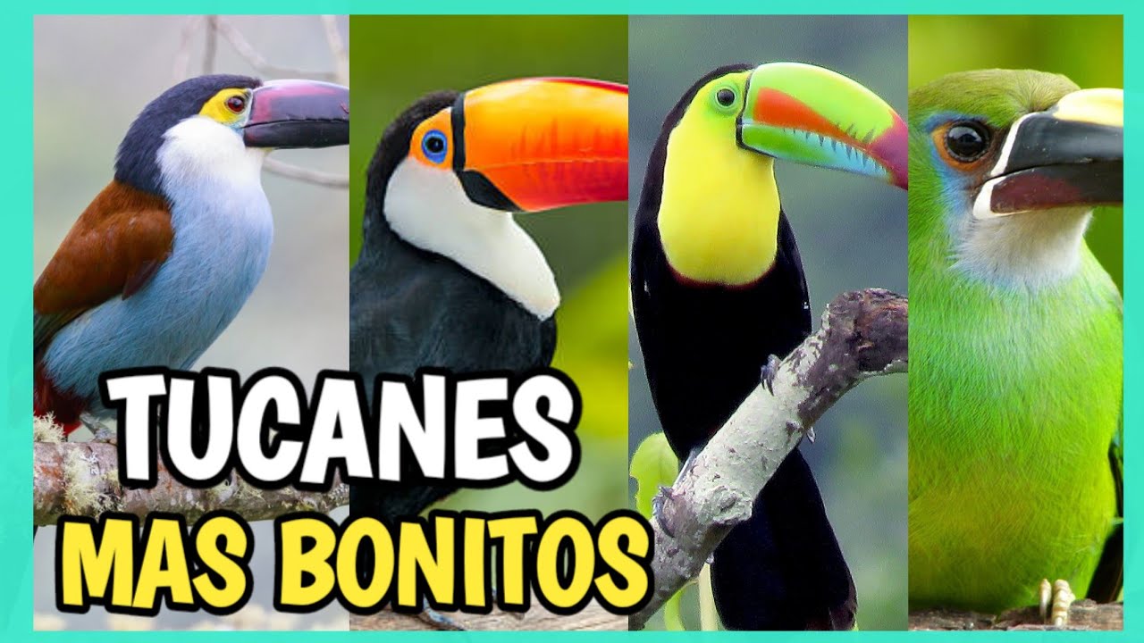 Tucanes más HERMOSOS del MUNDO 🤩 | Tipos de tucanes, CONOCELOS!!