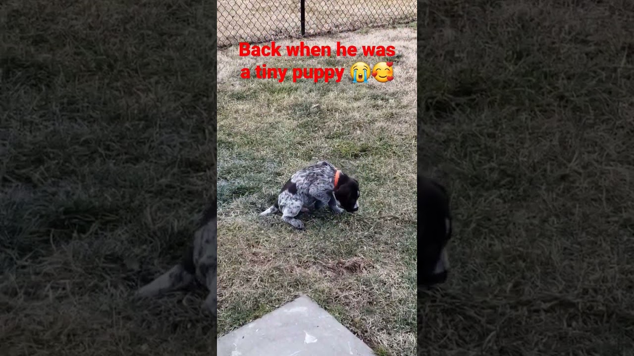 Puppy exploring his yard
