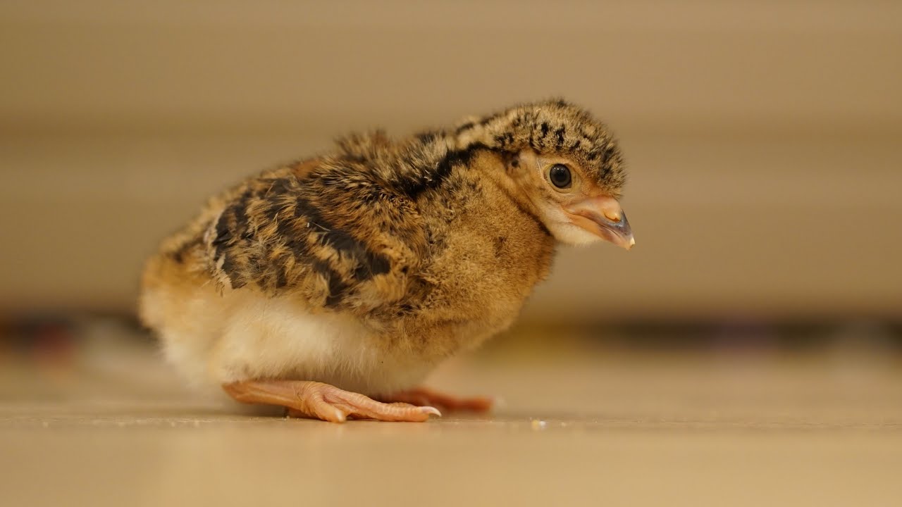 Hatched exotic Curassow chicks for the first time