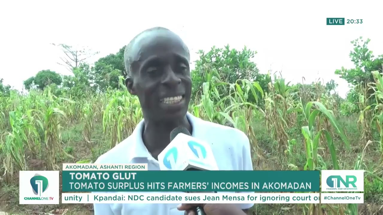 Tomato Glut Crisis: Akomadan Farmers Face Income Losses!