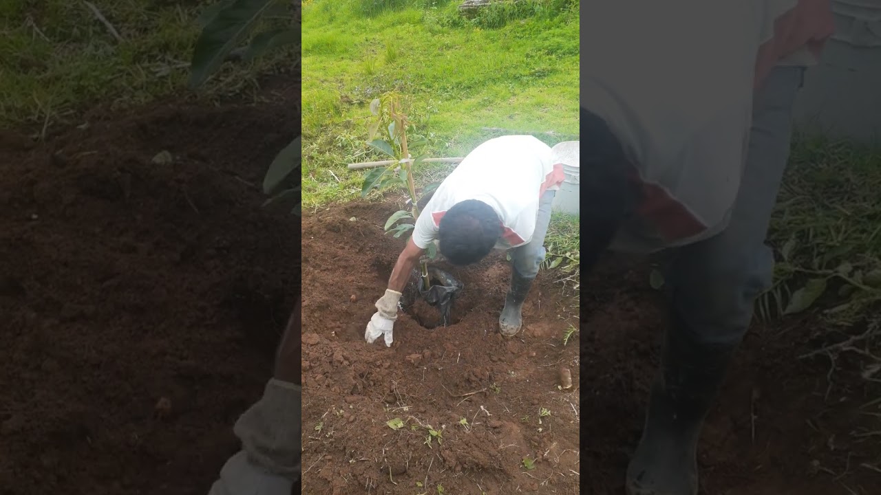 Como sembrar aguacate, huerta en michoacán