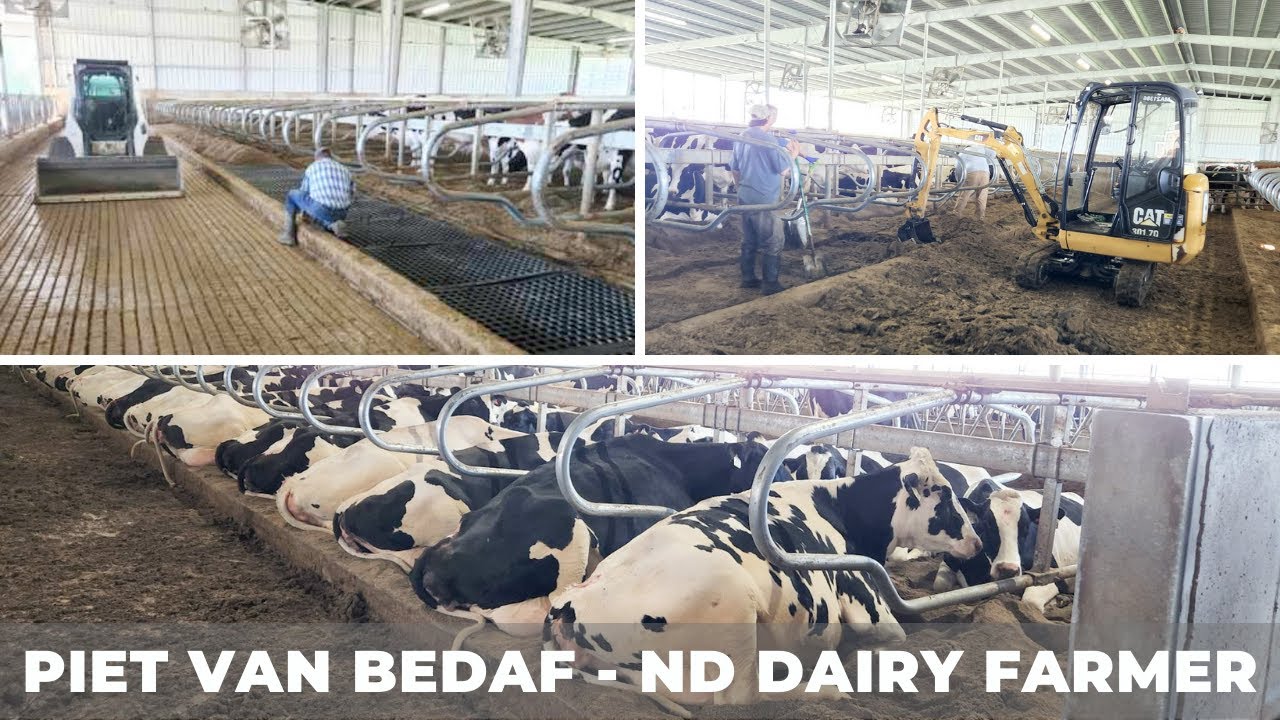 Cow Comfort: New Sand Bedding for Dairy Cows  (43)