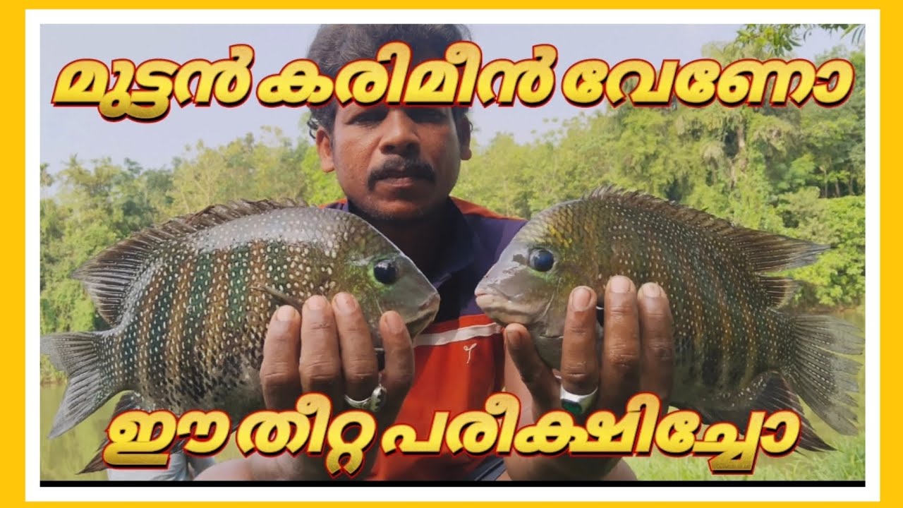 Попробуйте эту наживку один раз / #karimeen #karimeenfishing #keralafishing