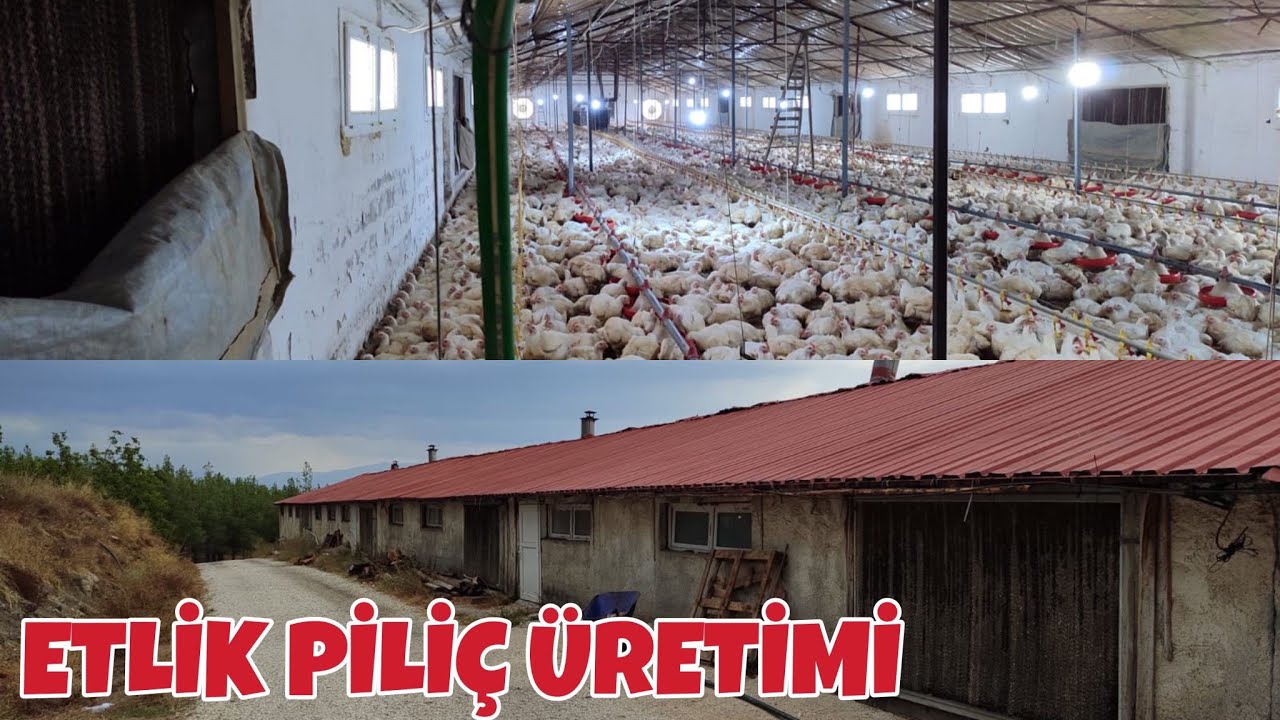 Piliç Çiftliği | Etlik Tavuk Çiftliği