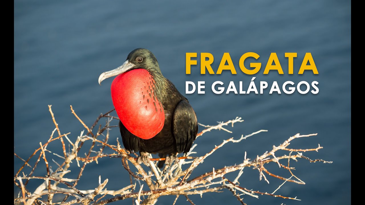 Fragata de Gal&aacute;pagos