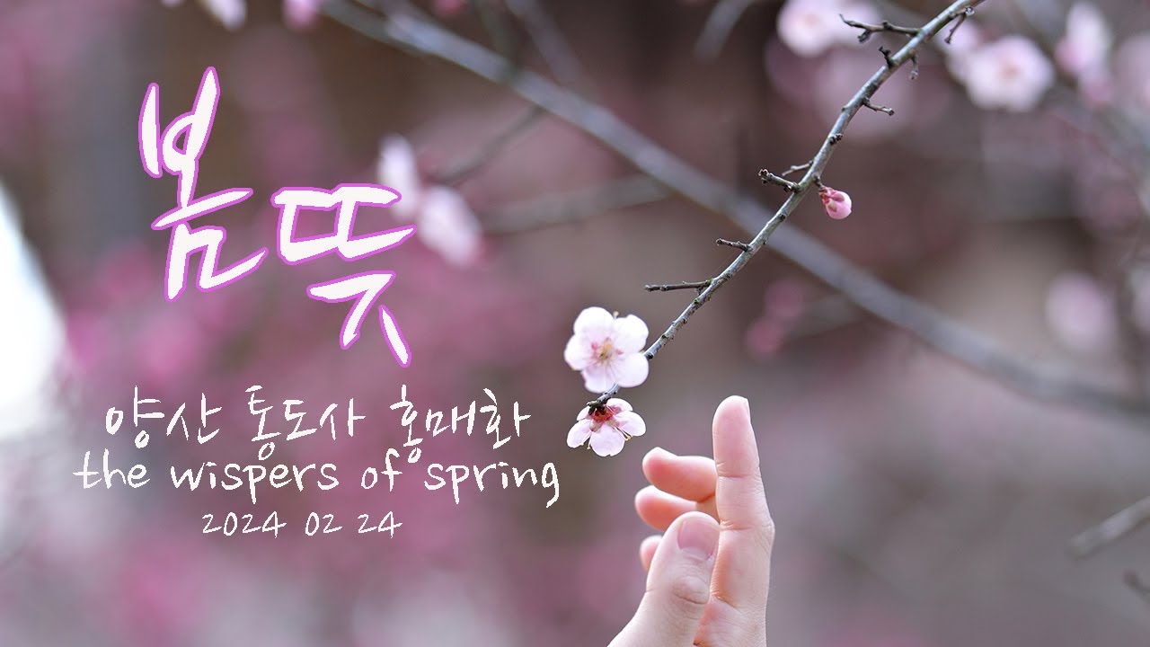 봄뜻 - 양산 통도사의 봄 / 홍매화  / 봄소식 /380년 자장매 / 만첩홍매 /분홍매