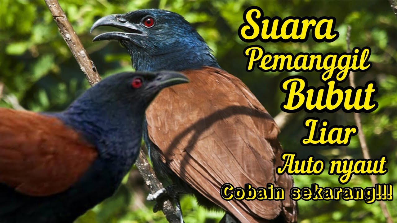 SUARA BURUNG BUBUT JAWA DI ALAM LIAR || cocok untuk pikat dan pemanggil