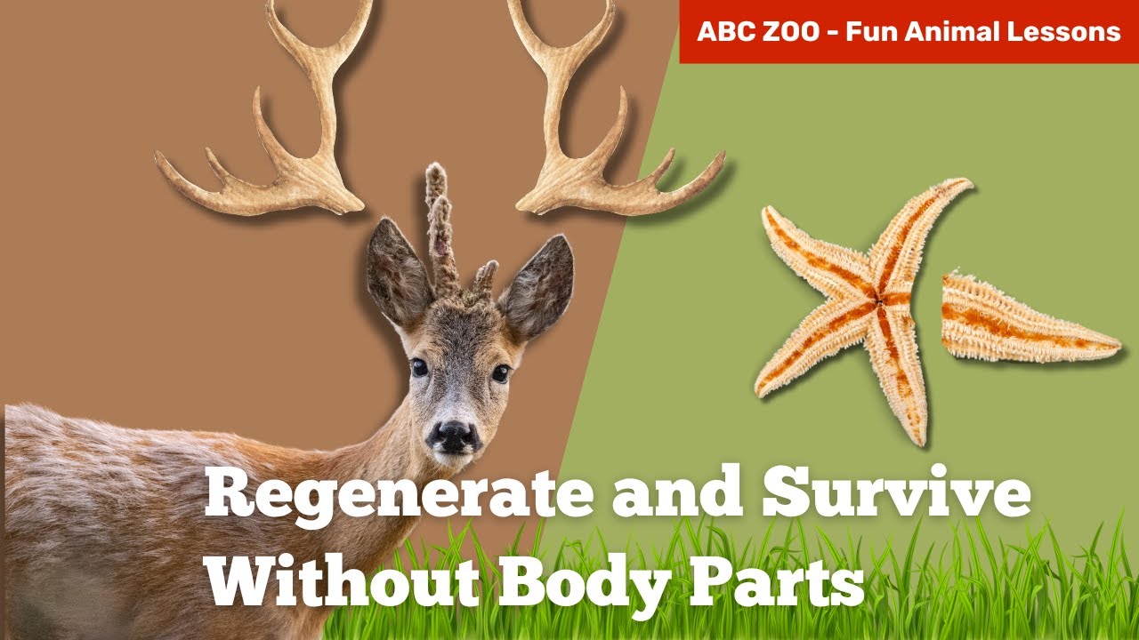Top 10 Animals That Can Regenerate and Thrive Without Body Parts | ABC ZOO Fun Animal Lessons