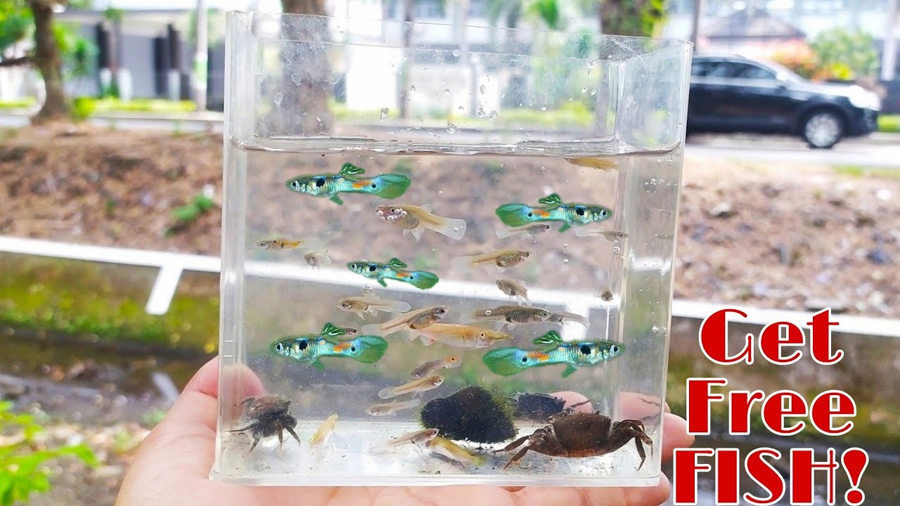Catching wild Guppy fish in almost dry waterways