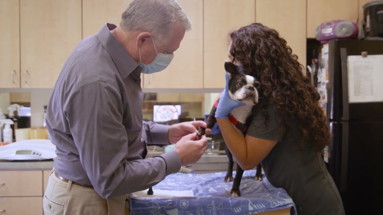 Topical Therapy in Pets with Dr. Rusty Muse