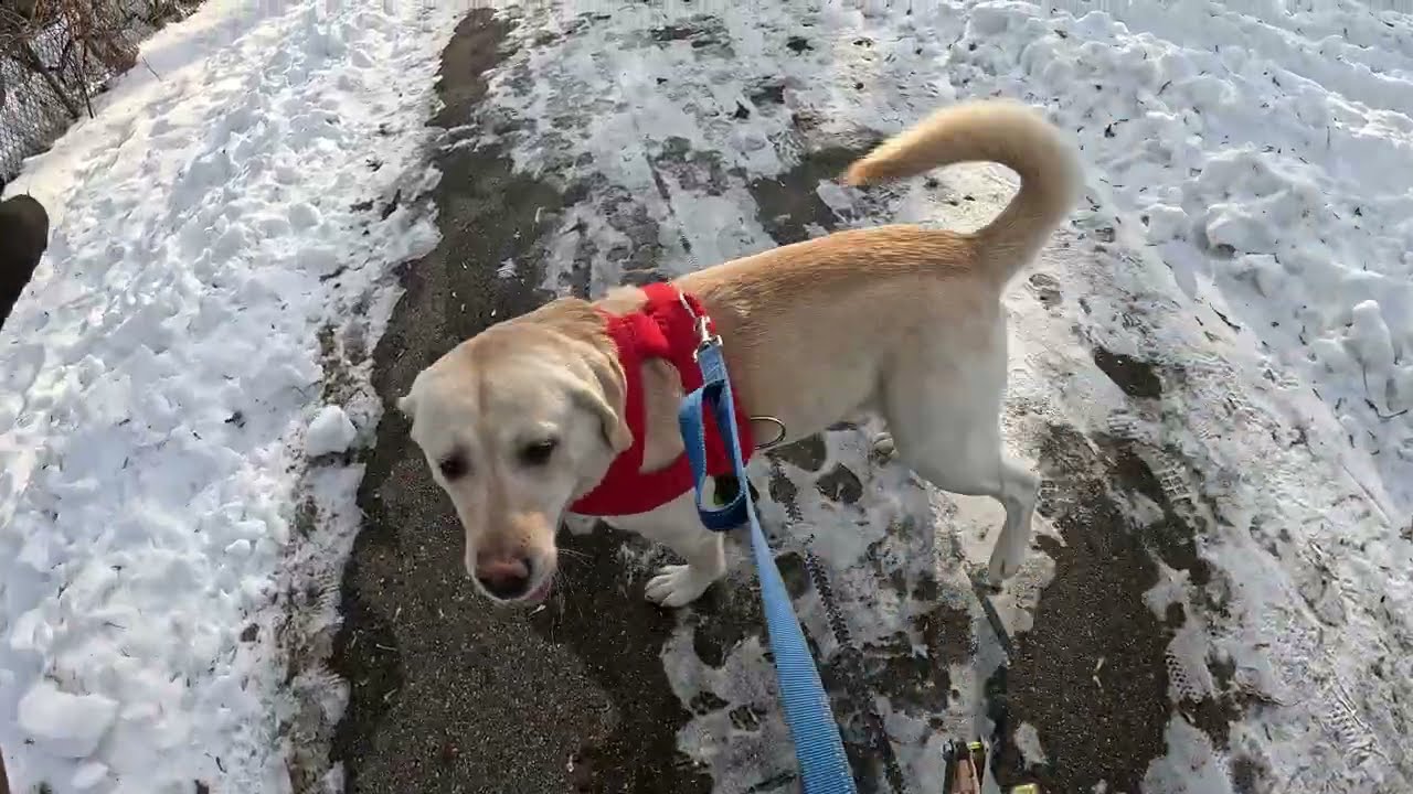 Snow day with the new chariot!