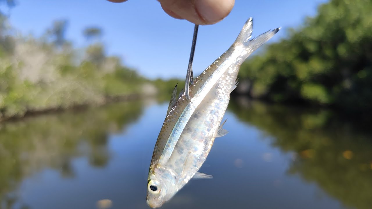 Excelente Pesca de Pargo Rojo con Charalito O Anchoveta