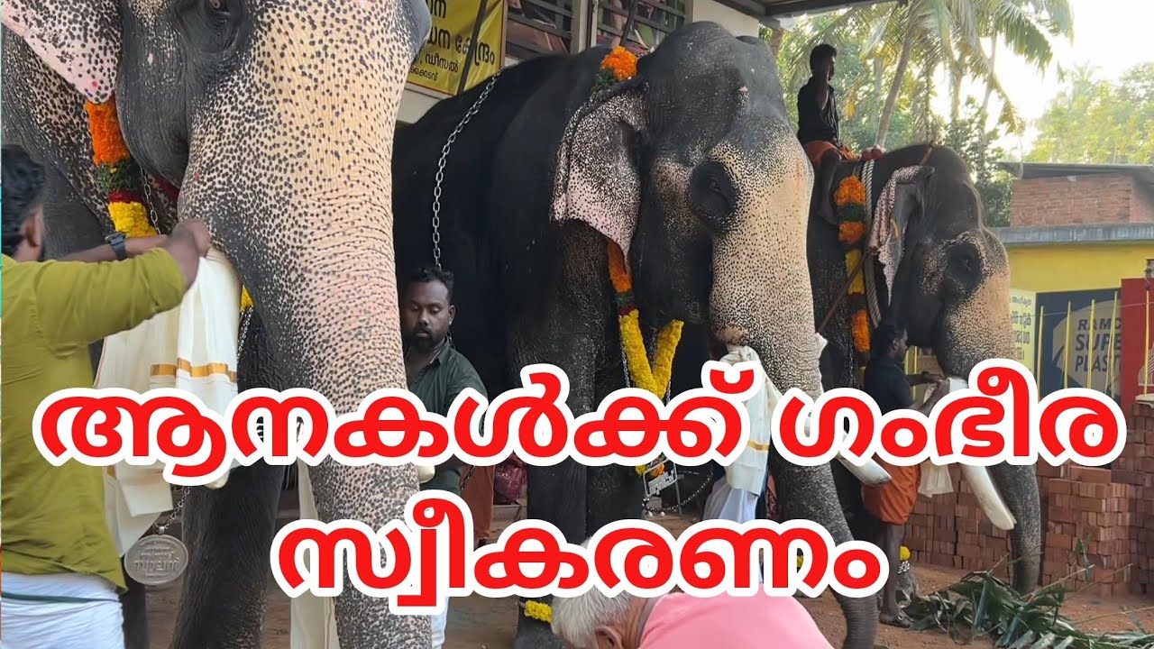 ആന സ്വീകരണം 2026