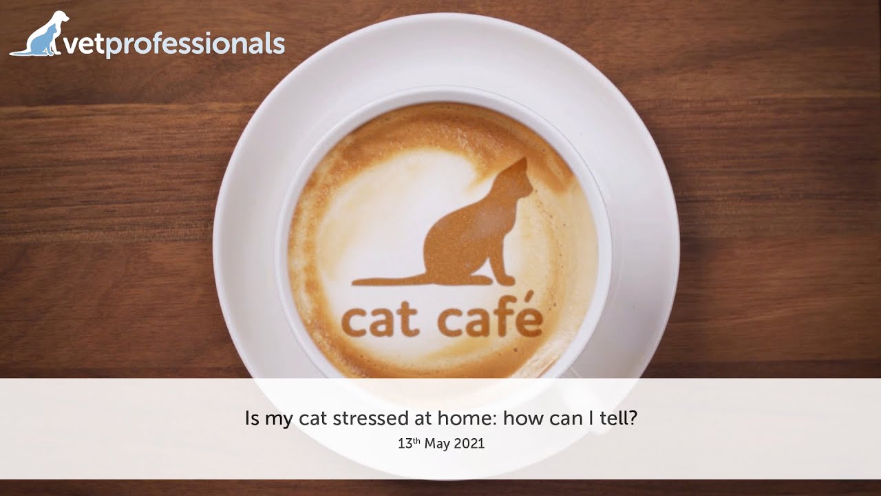 Is my cat stressed at home: how can I tell? 13th May 2021
