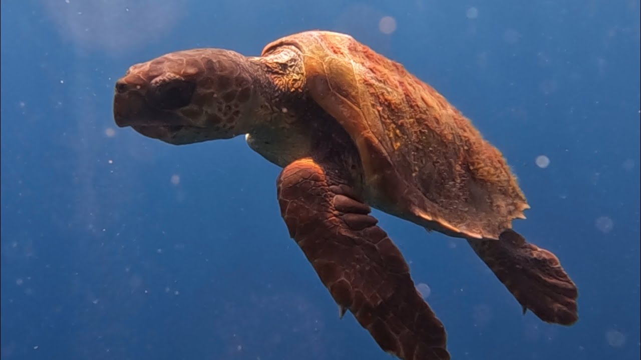 Подводная охота на Канарских островах | Ужину быть 🐟🍾!!! Промахи и поломки как есть 🤷🏻‍♂️