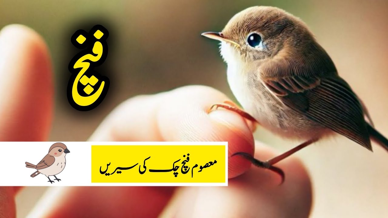 معصوم فنچ چک کی سیریں