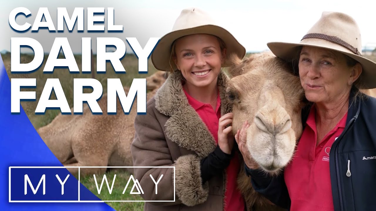Inside this unique Aussie camel dairy farm | My Way Australia