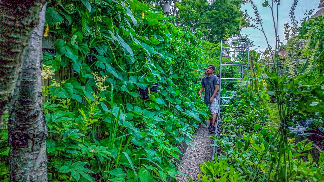 🌿 AUGUST 2025 GARDEN TOUR: The garden looks insane at peak growing season!