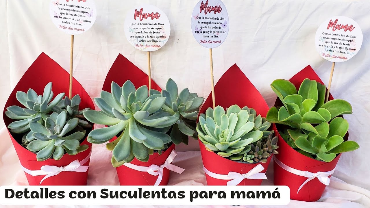 Fácil, rápido y económicos arreglos de Suculentas para mamá hechos con nuestras propias manos.