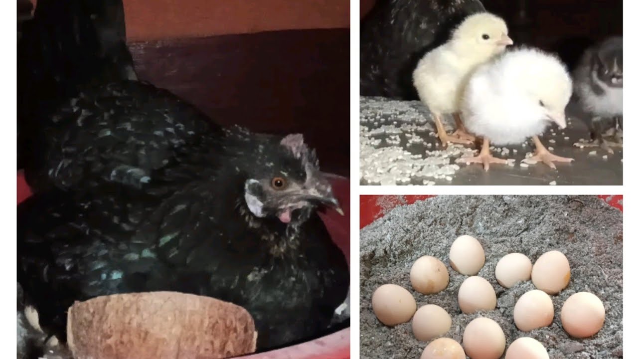 🐓ಕೋಳಿ ಮೊದಲ, ಮೊಟ್ಟೆ ಮೊದಲ 🐣,ಕೋಳಿ ಮರಿಮಾಡುವ ವಿಧಾನ 