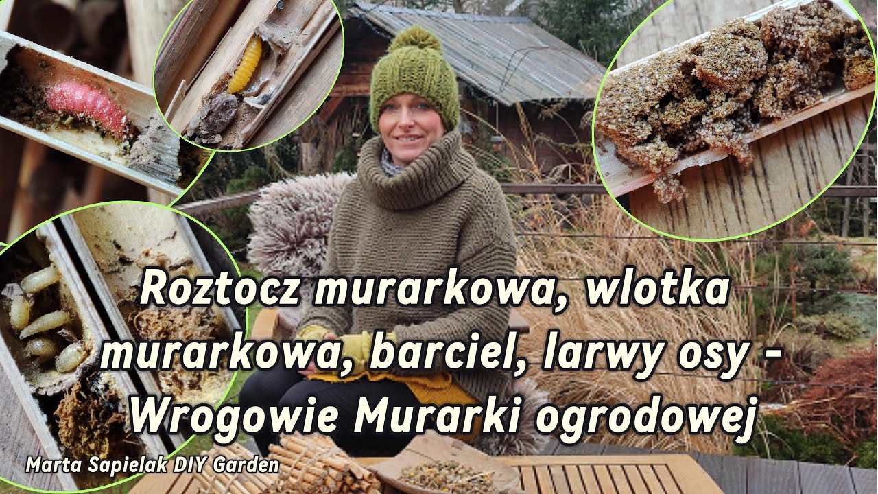 Wrogowie murarki ogrodowej - roztocz murarkowy, wlotka, barciel i larwy osy