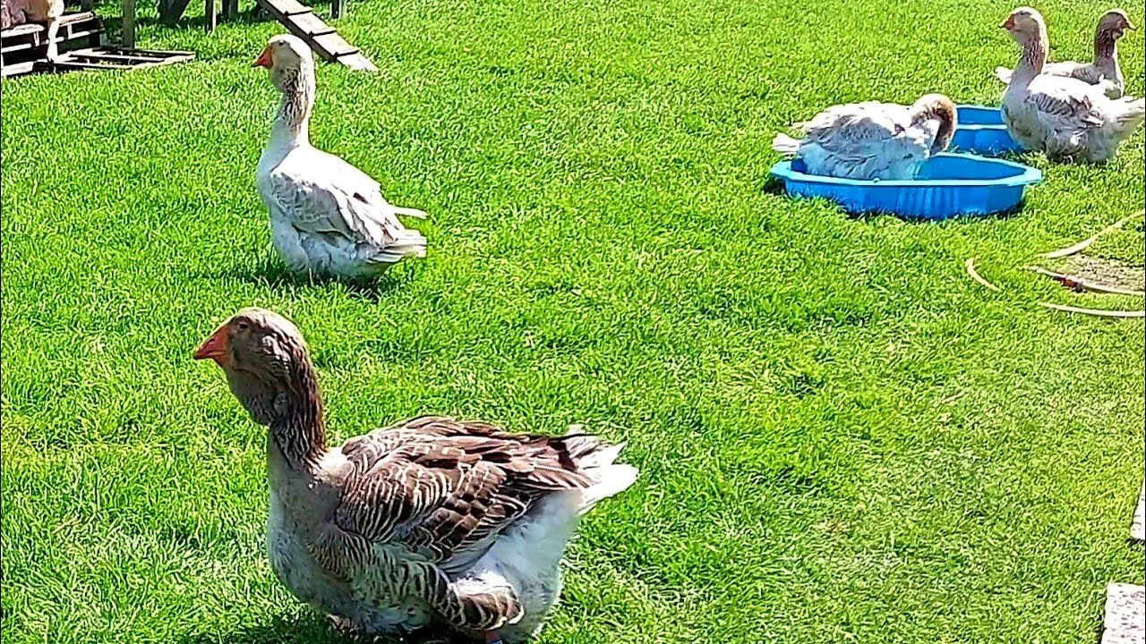 Breeding Season Over: All Geese Back Together!