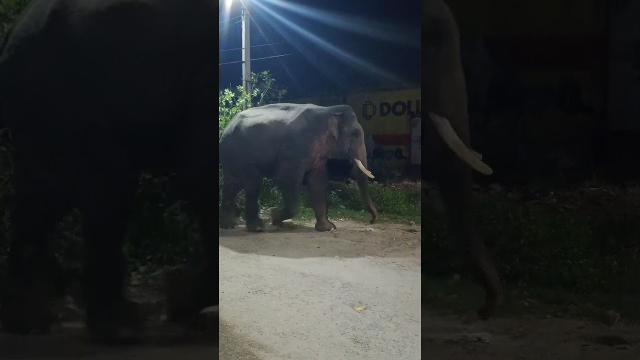 Jungali hathiyon ka jhund