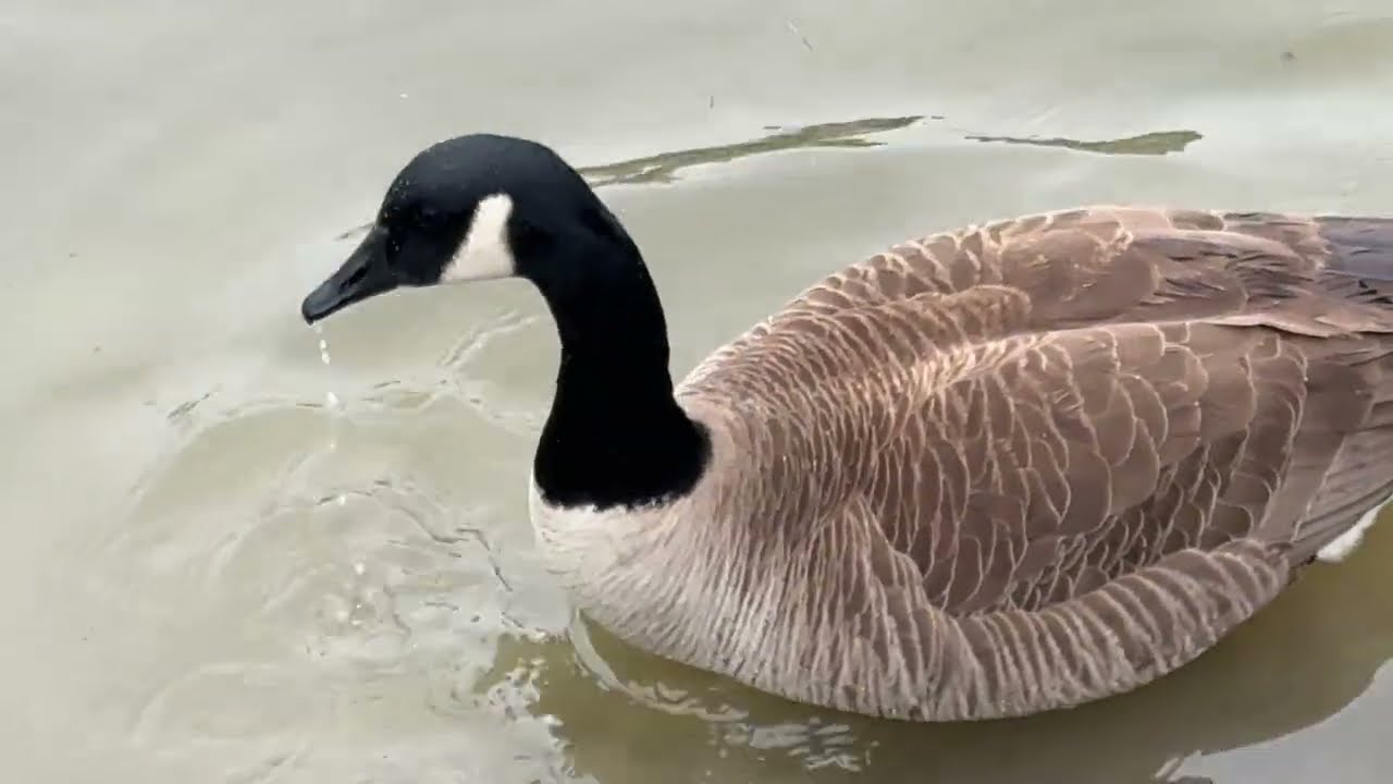 Geese and Ducks on the Pond