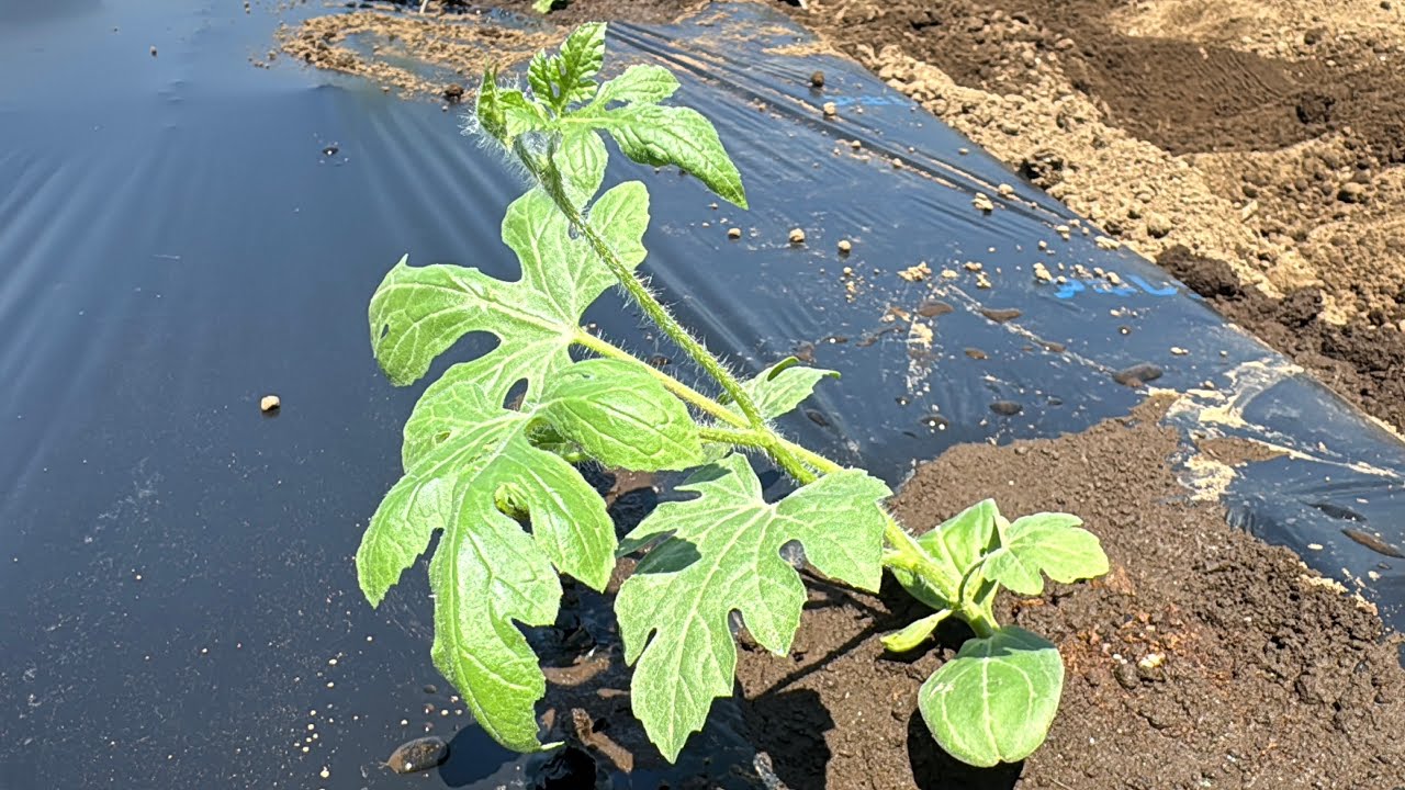 スイカ４本仕立て栽培・苗の植え方と親づる摘心（栽培時期〜畝幅〜苗の植え方〜肥料と水やり）25/4/30