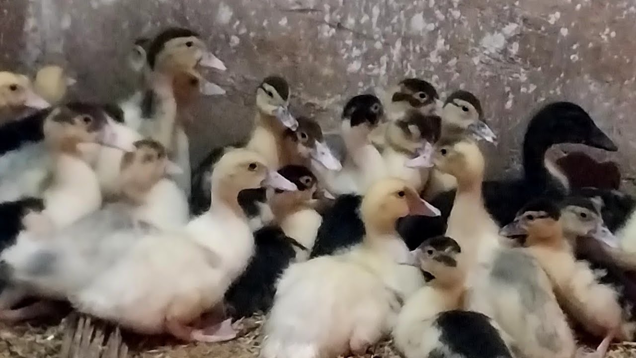 العشبة السحرية ال هتحمى طيورك من الاسهال والكساح 