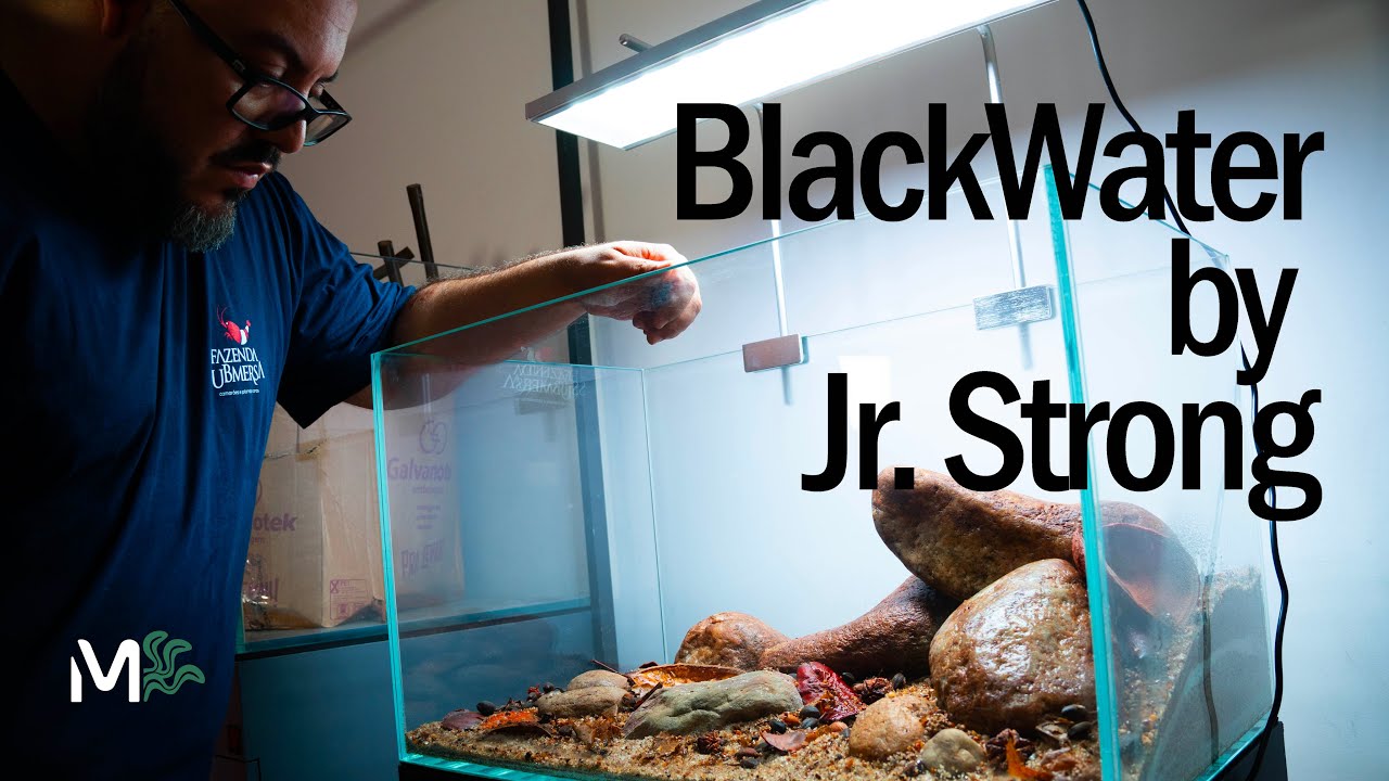 Montagem aquário BlackWater do COMEÇO ao FIM por Jr. Strong - Histórias
