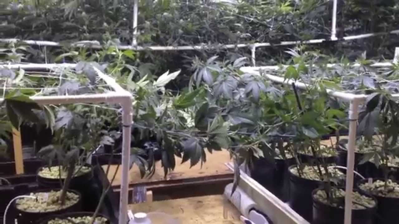 Pinkman Goo - 5000w, 5 strain genetics run, top feed and flood, ep1-3 NO Co2, T5 veg