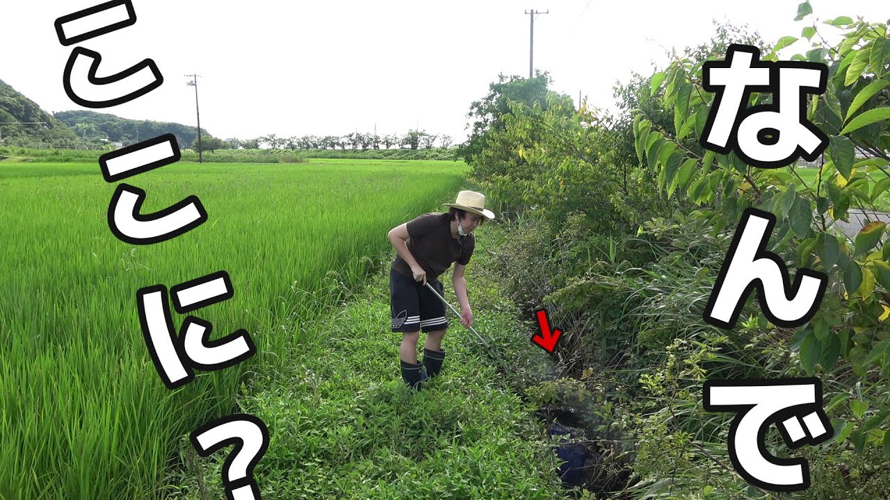 なんで田んぼに【海水魚】がいるの！？