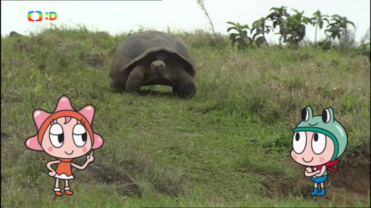 Hvězdy zvířecí říše ~ Nejdéle žijící tvor