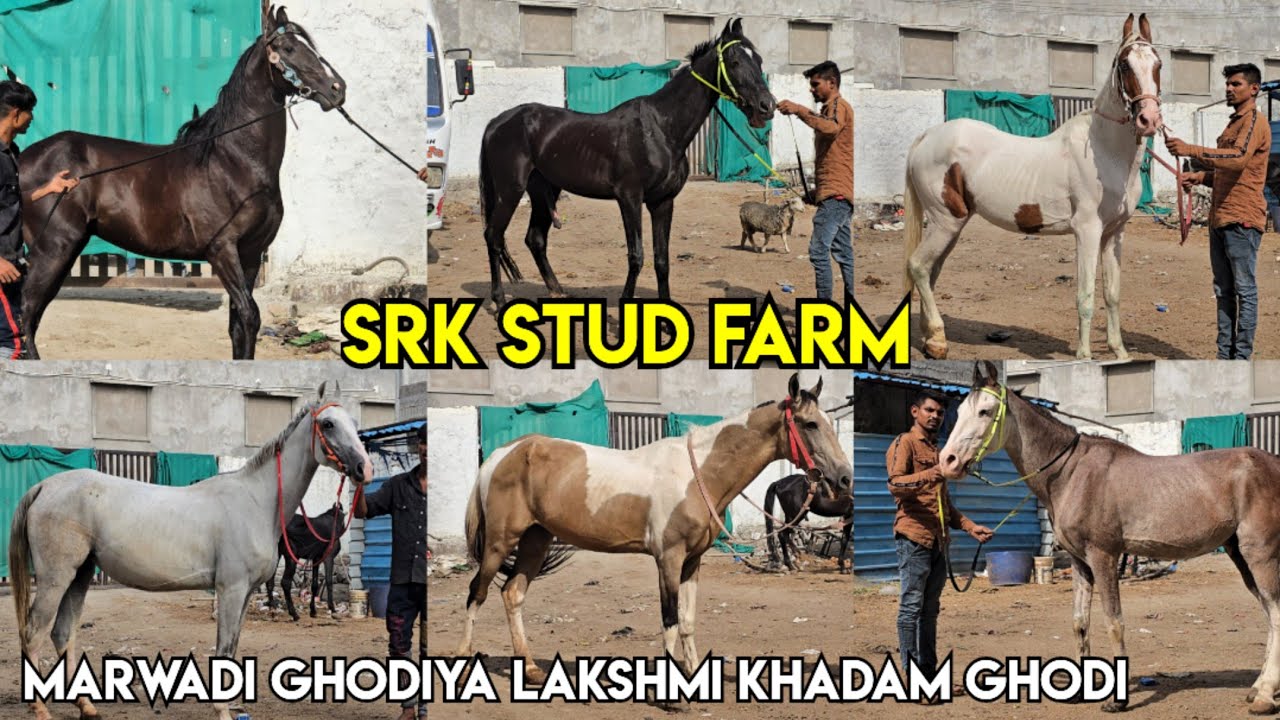 SRK Stud Farm Hyderabad | marwadi ghode & ghodiya available | Lakshmi khadam ghodi | mare & Stallion