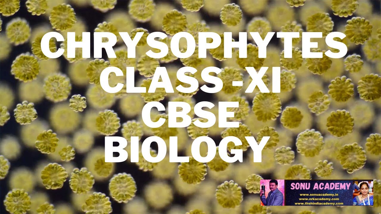 Chrysophytes | Biological Classicification | Chapter -2 | Biology | CBSE 