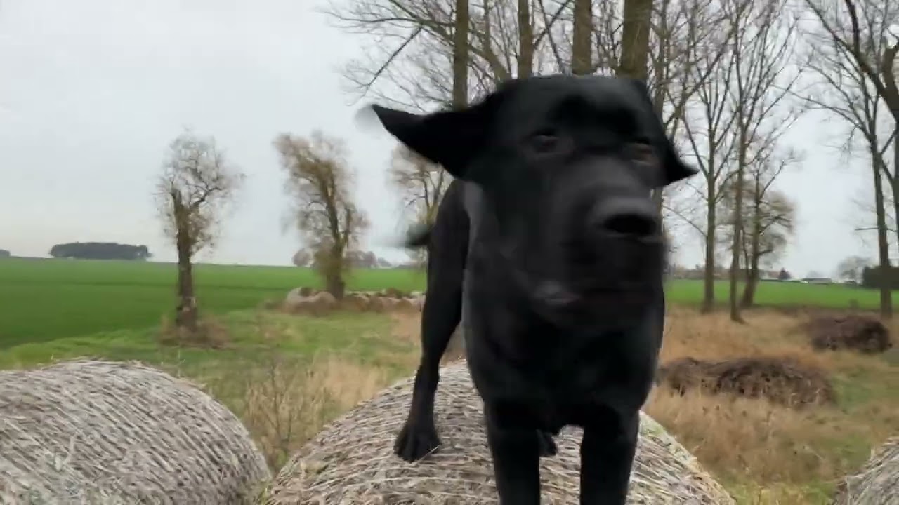 Labrador, trening na rolkach słomy