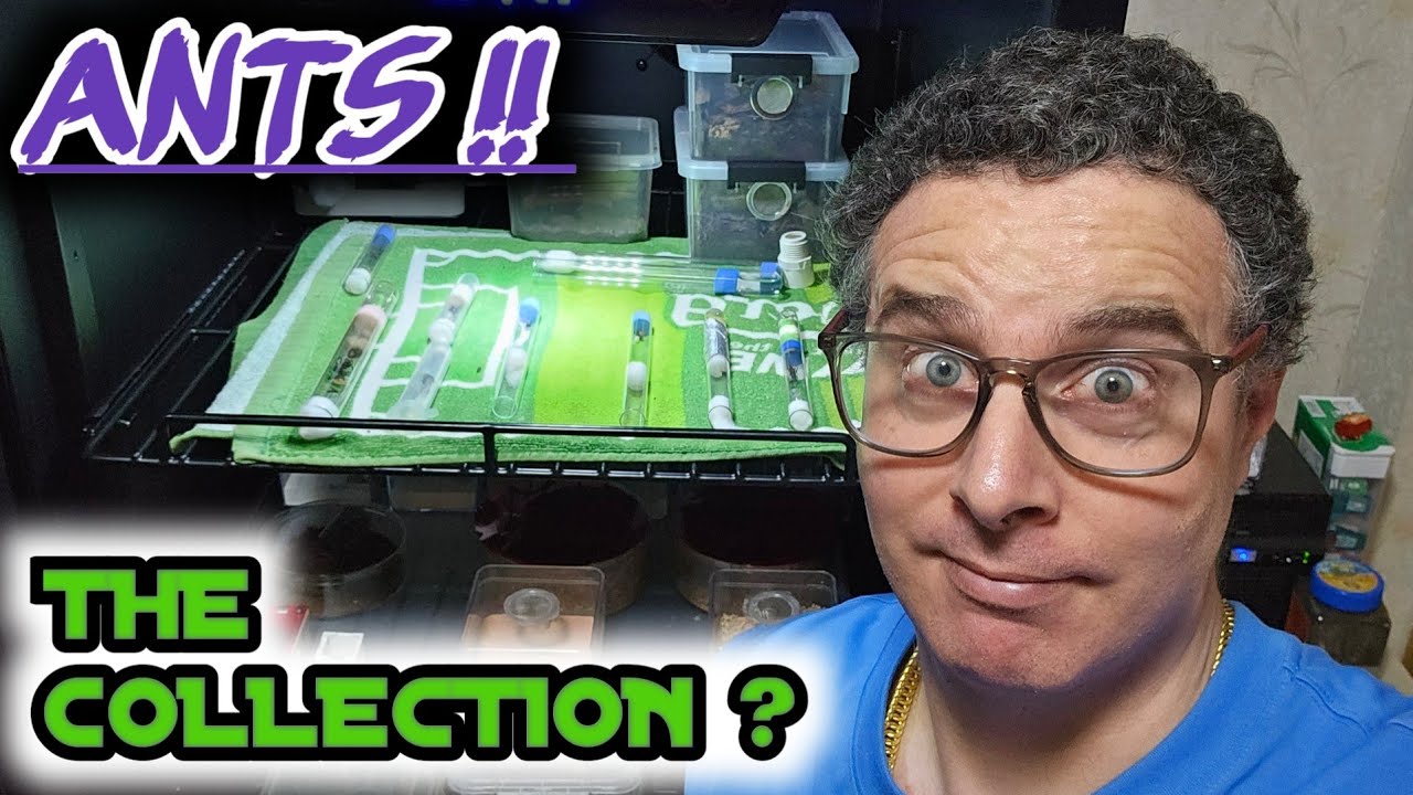 WHAT ANTS am I KEEPING in my COLLECTION ?